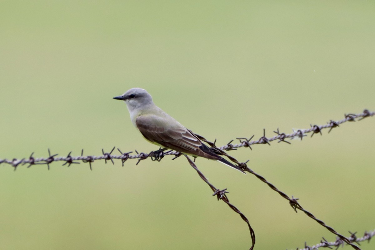 Schmalschnabel-Königstyrann - ML619826814