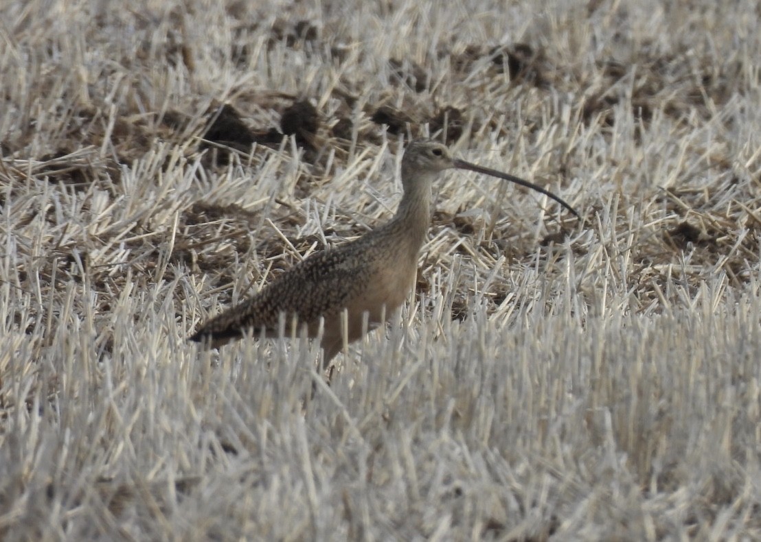 Long-billed Curlew - ML619826829