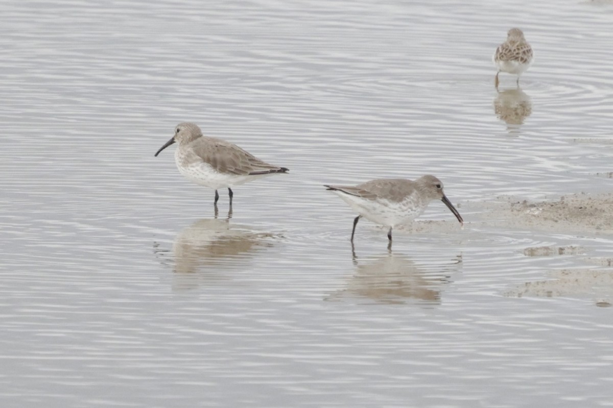 Dunlin - ML619826832