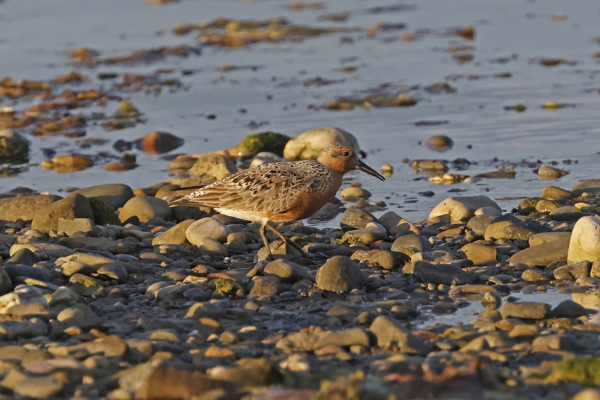 Red Knot - ML619826850