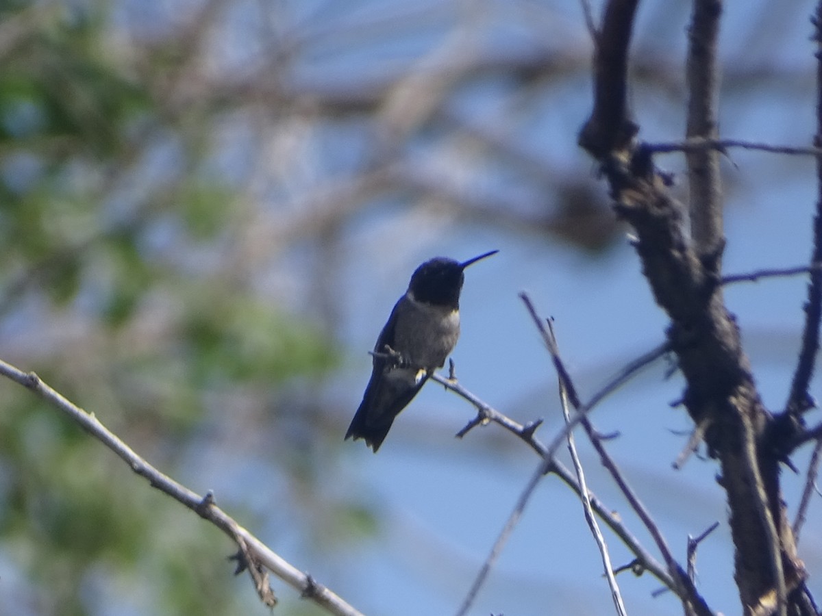 Black-chinned Hummingbird - ML619826858