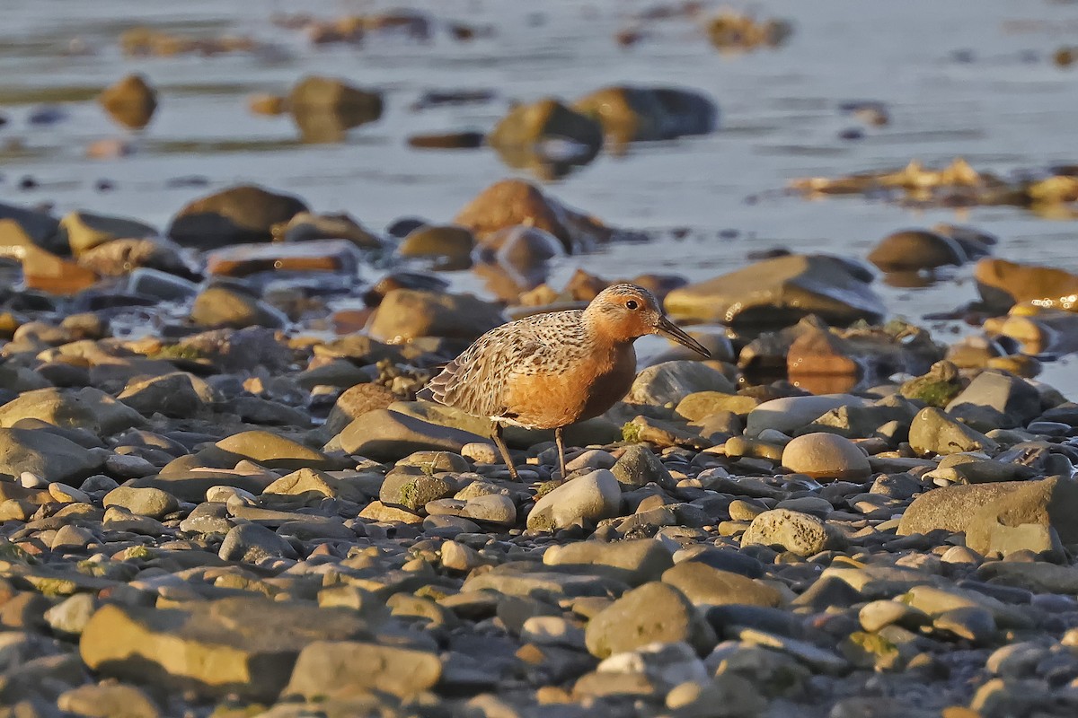 Red Knot - ML619826870