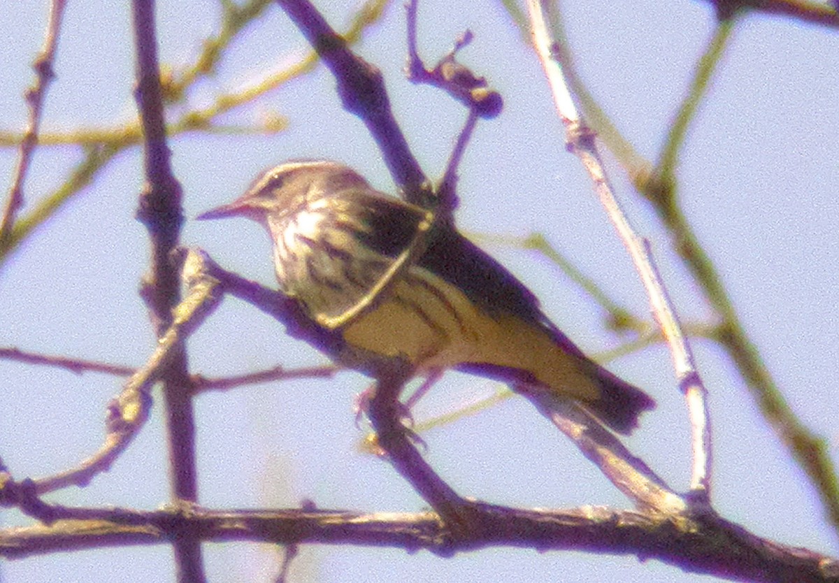 Louisiana Waterthrush - ML619826908