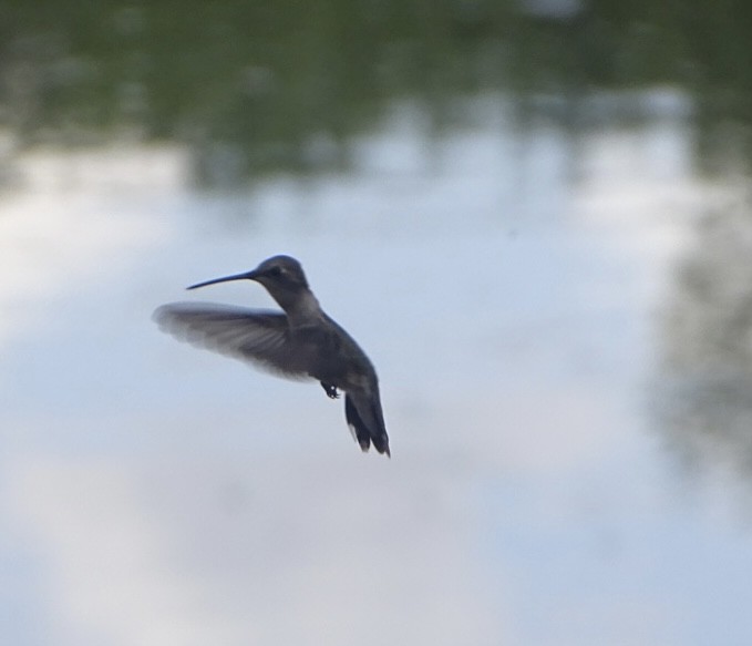 Black-chinned Hummingbird - ML619826939