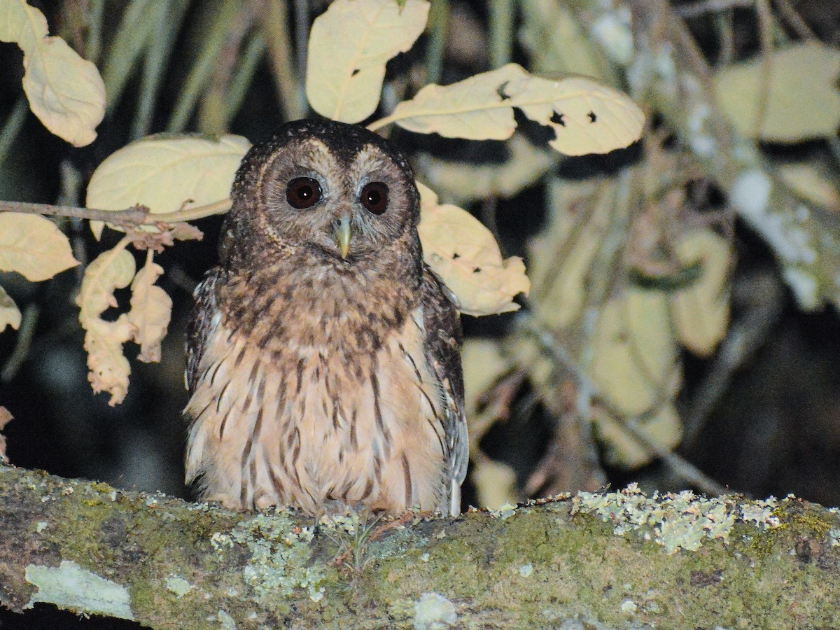 Mottled Owl (Mottled) - ML619826946