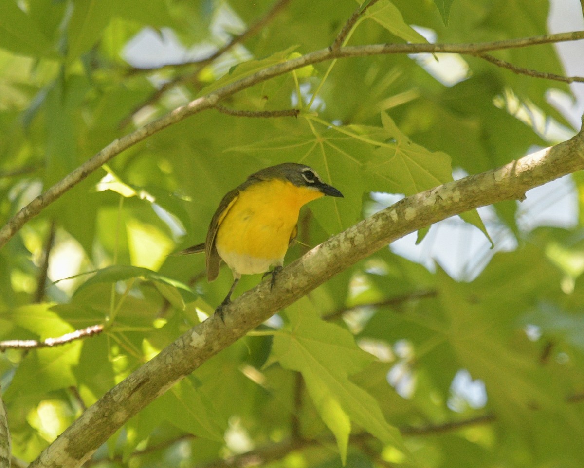 Yellow-breasted Chat - ML619826947