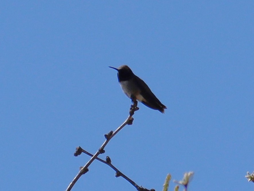 Black-chinned Hummingbird - ML619826951