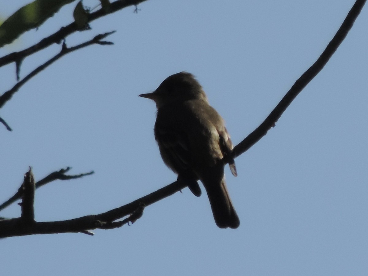 Eastern Wood-Pewee - ML619826952