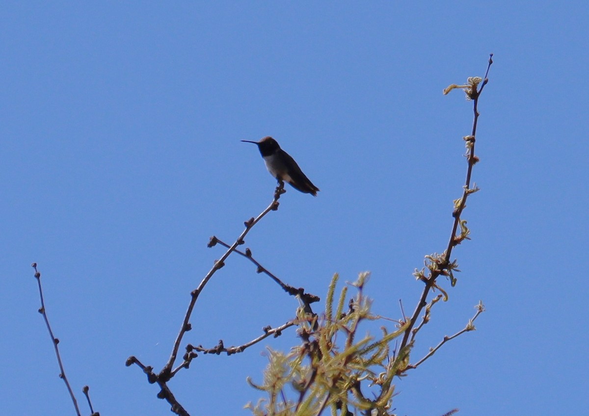 Black-chinned Hummingbird - ML619826958