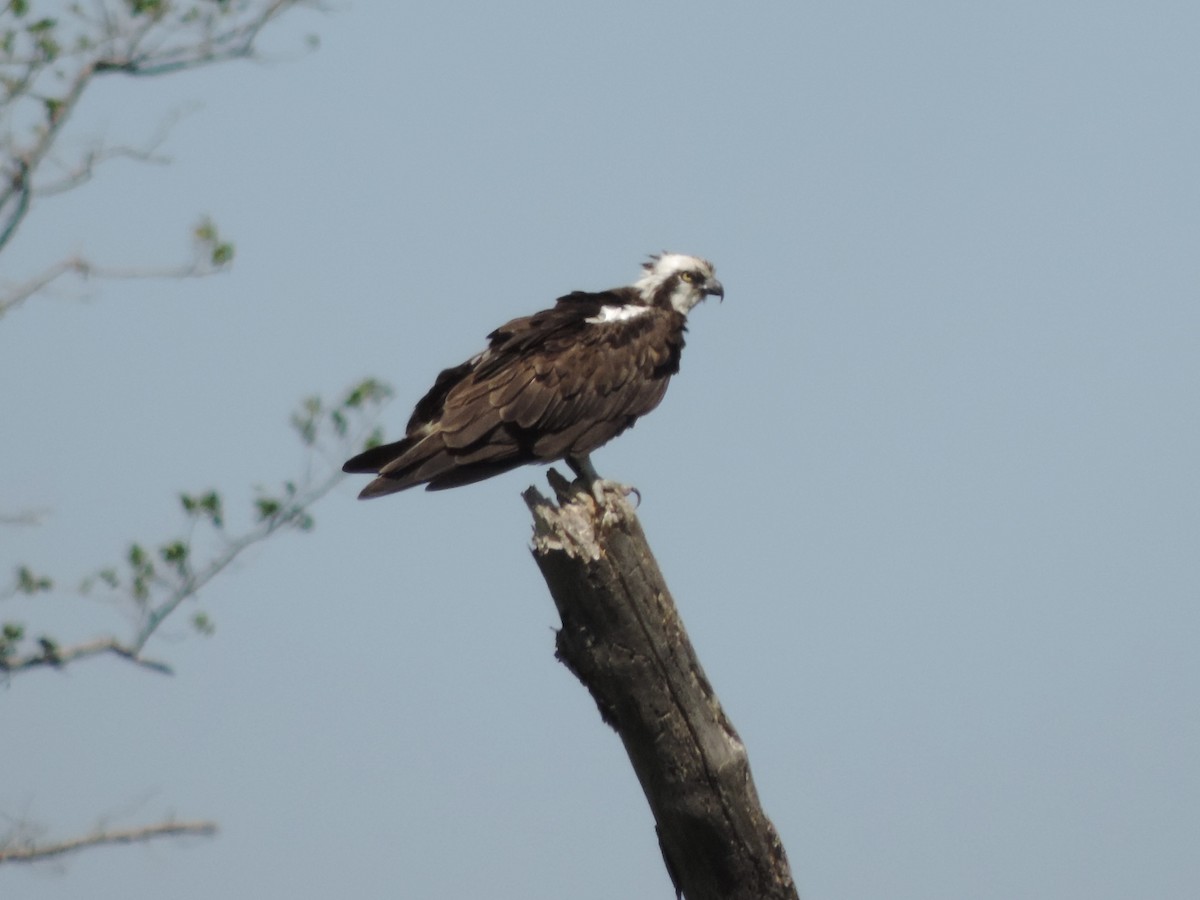 Balbuzard pêcheur - ML619826972