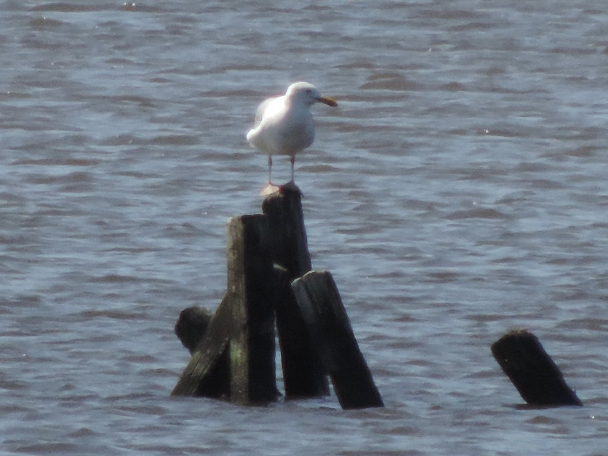 Herring Gull - Rich Brown