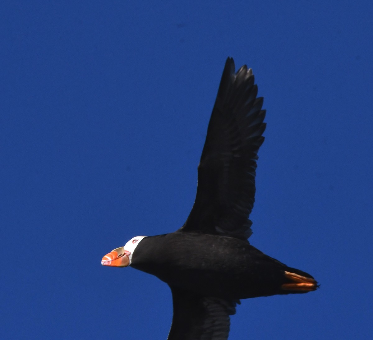 Tufted Puffin - ML619826989