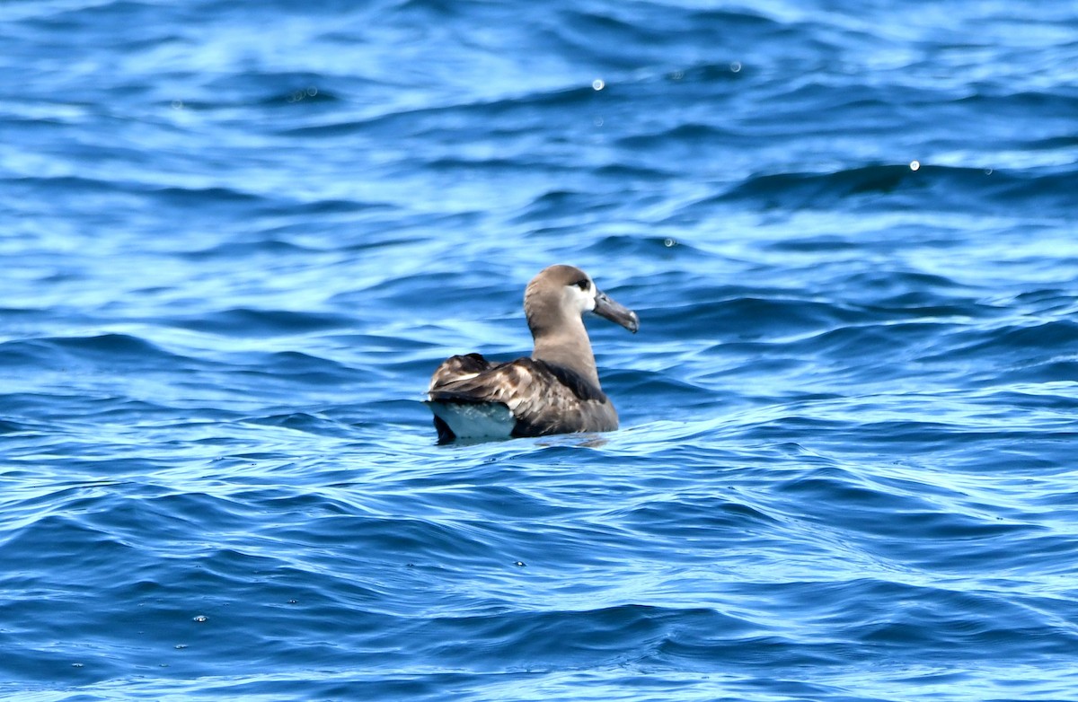 Black-footed Albatross - ML619826998