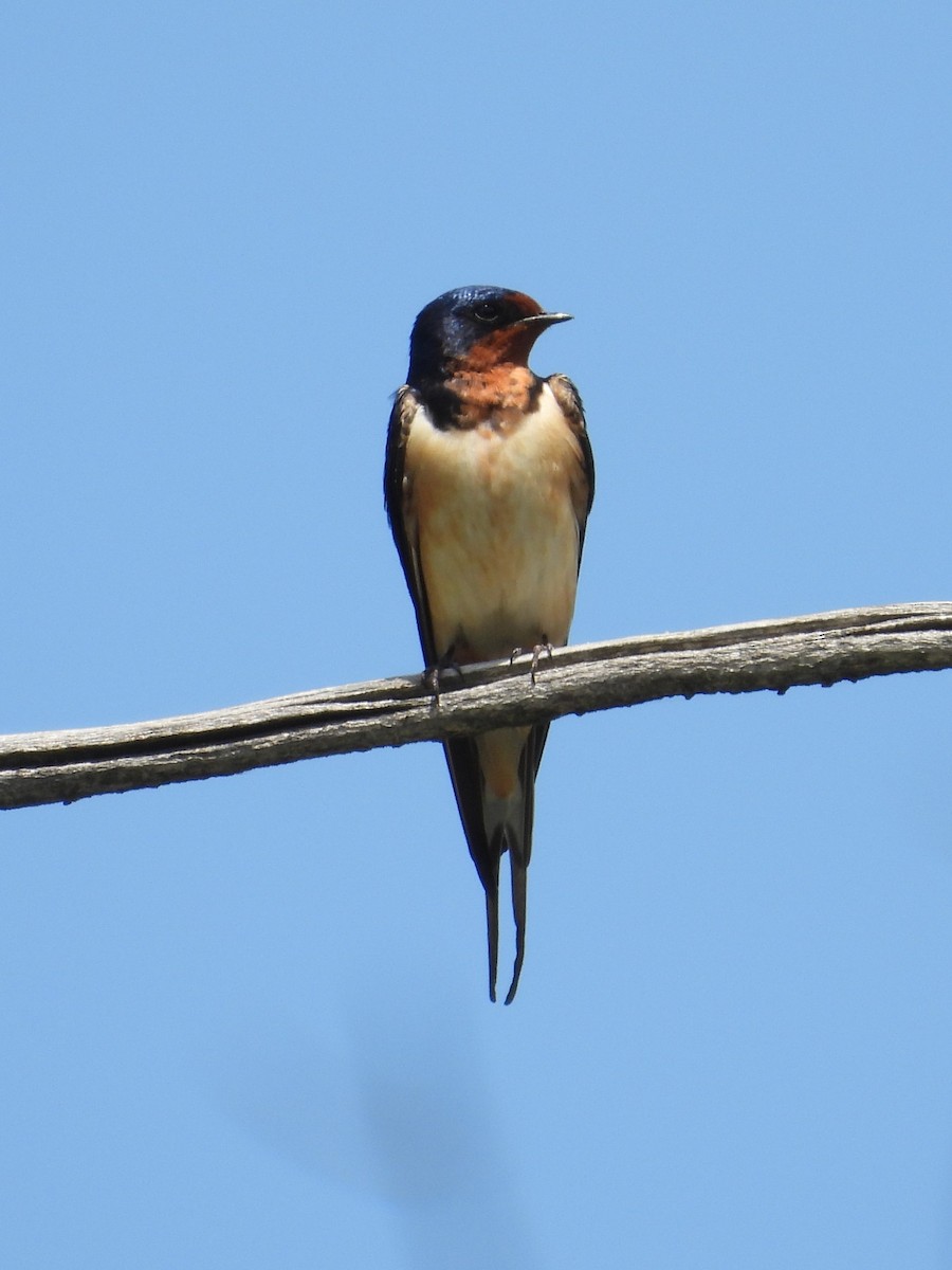 Barn Swallow - ML619827001