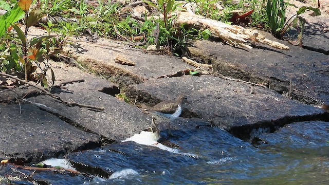 Spotted Sandpiper - ML619827007