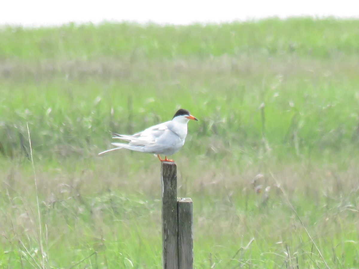 Forster's Tern - ML619827009