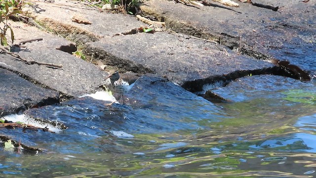 Spotted Sandpiper - ML619827013