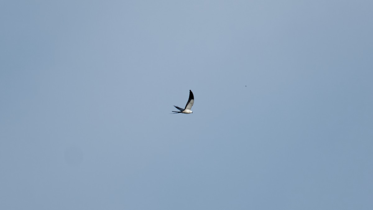 Swallow-tailed Kite - ML619827023