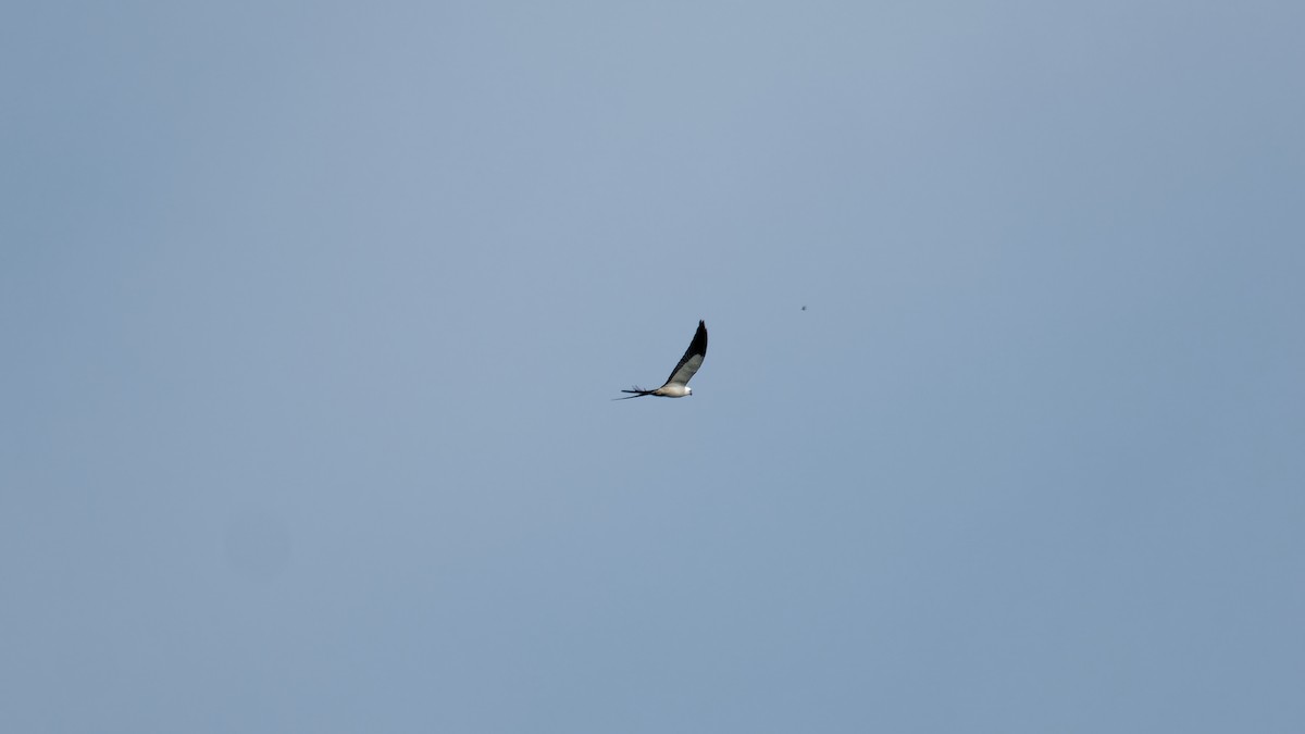 Swallow-tailed Kite - ML619827024
