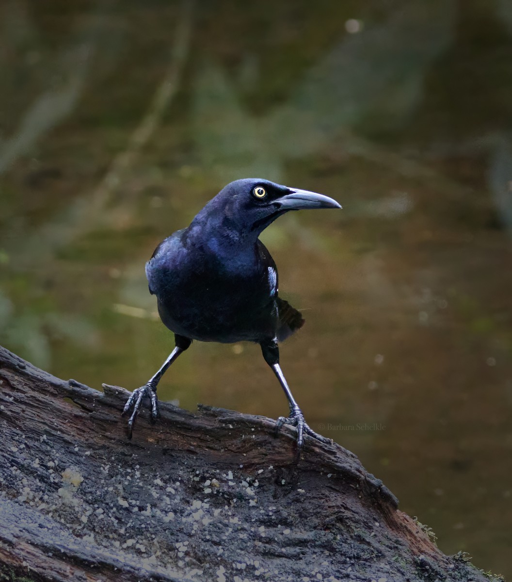 Great-tailed Grackle - ML619827025