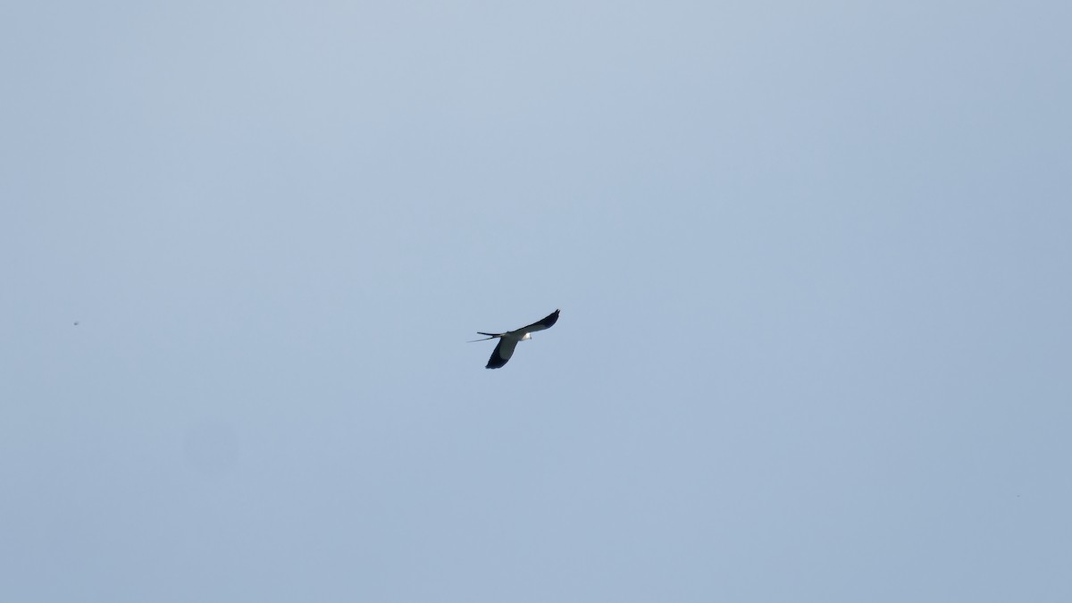 Swallow-tailed Kite - ML619827027