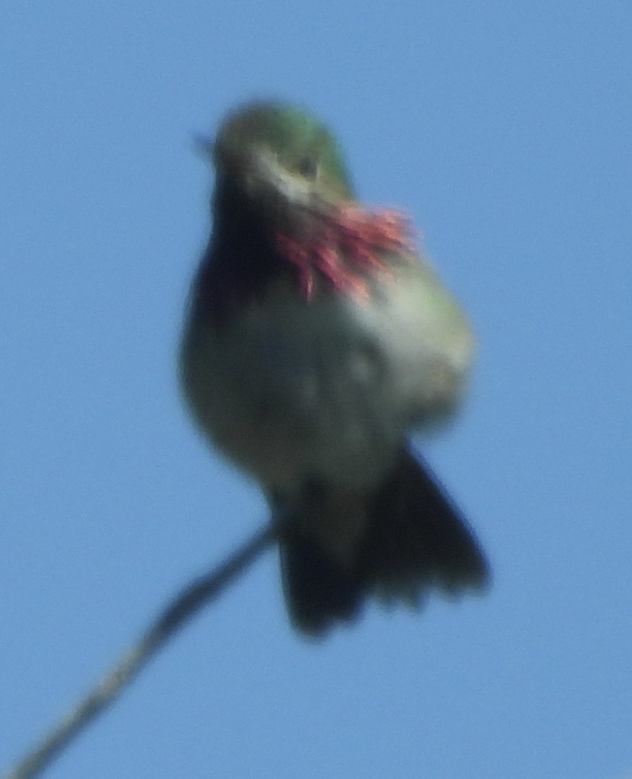 Calliope Hummingbird - ML619827028
