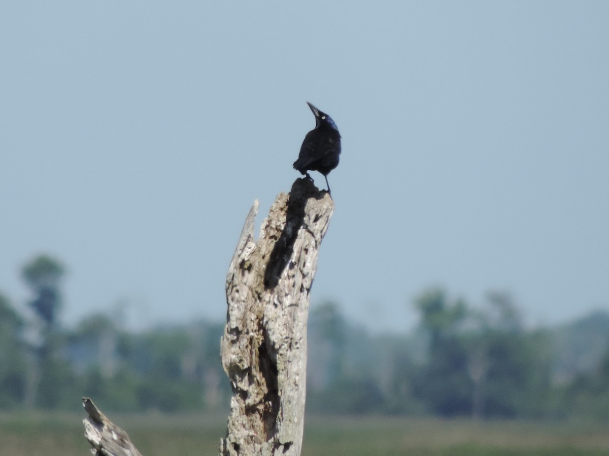 Boat-tailed Grackle - ML619827036