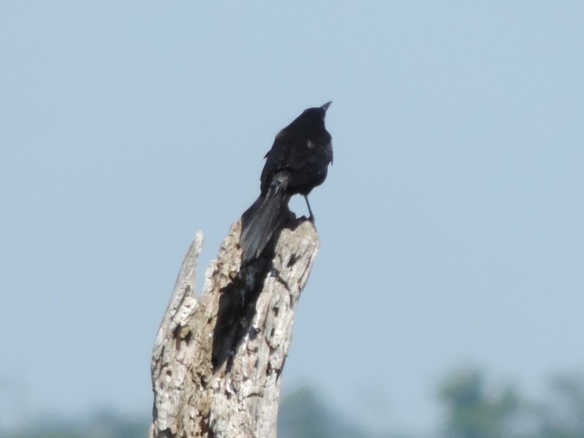 Boat-tailed Grackle - ML619827038