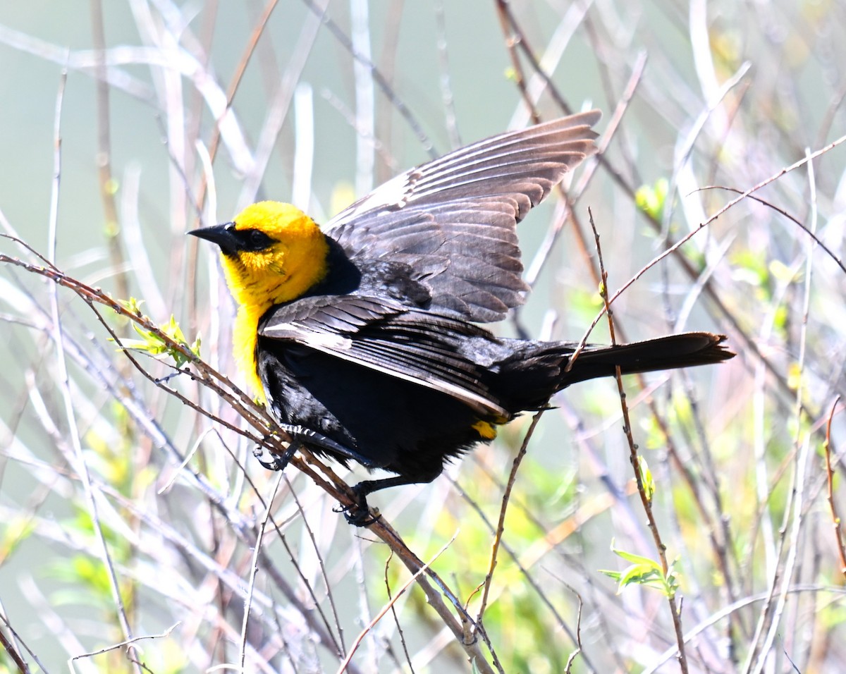 Yellow-headed Blackbird - ML619827039