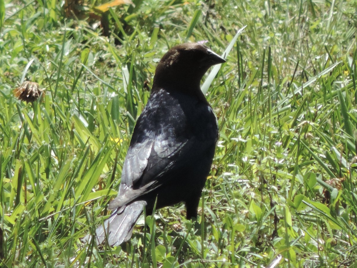 Brown-headed Cowbird - ML619827043