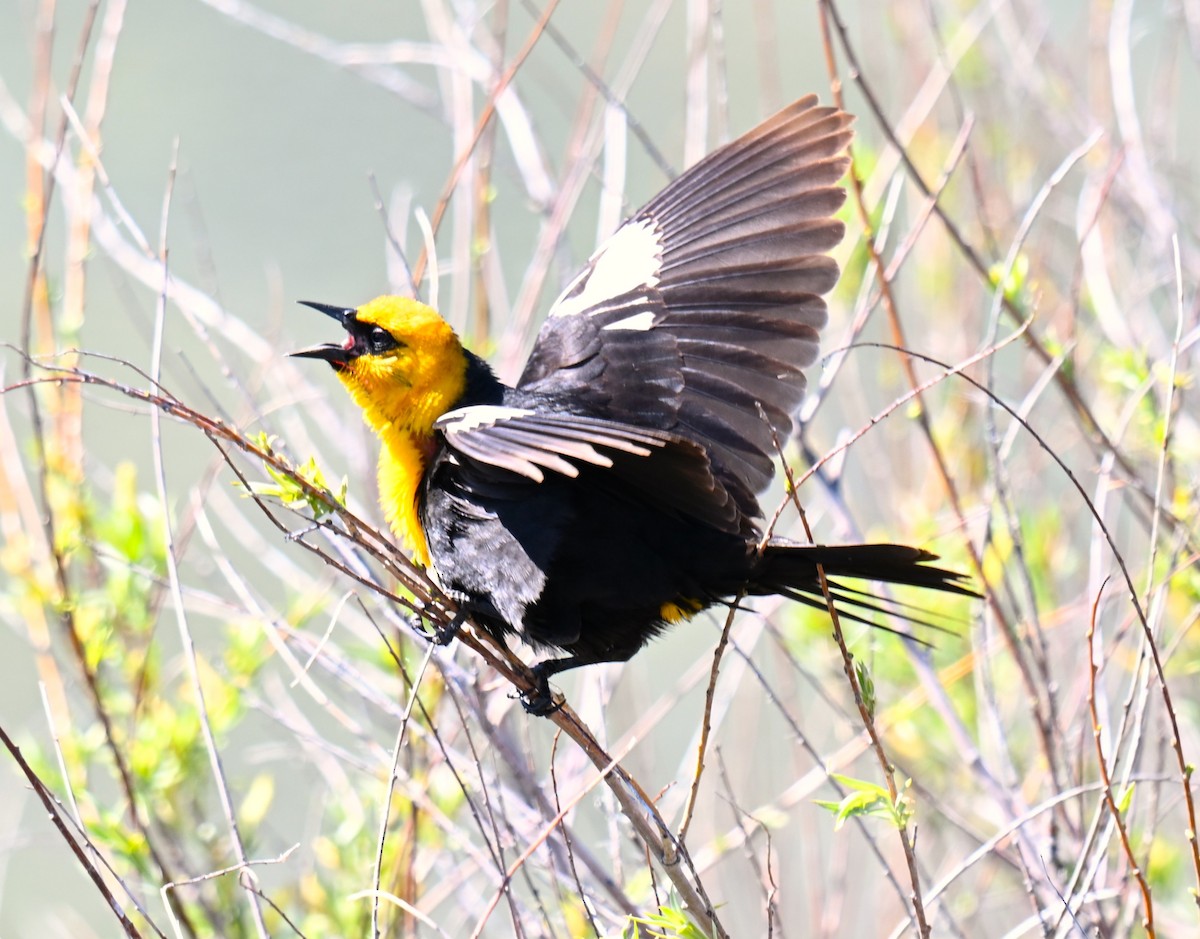 Yellow-headed Blackbird - ML619827044