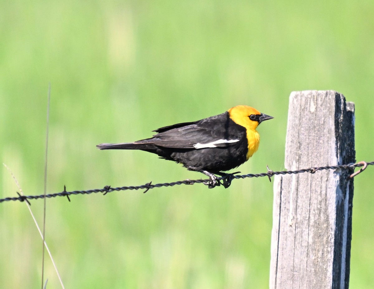 Yellow-headed Blackbird - ML619827051