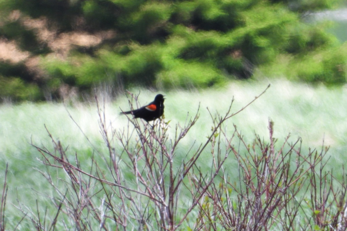 Red-winged Blackbird - ML619827052
