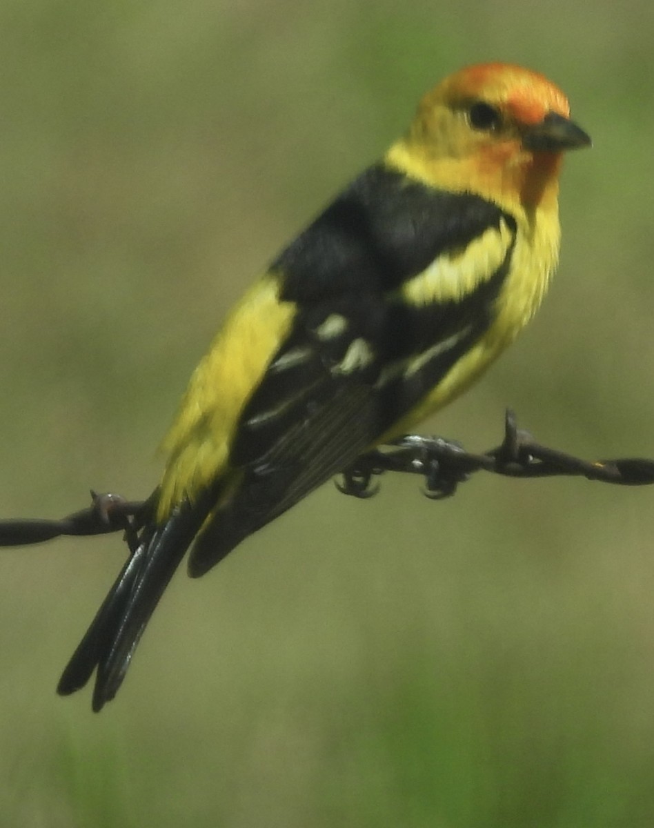 Western Tanager - ML619827053