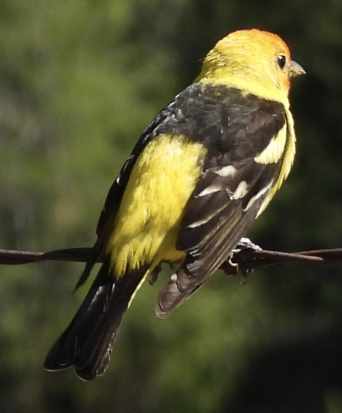 Western Tanager - ML619827054