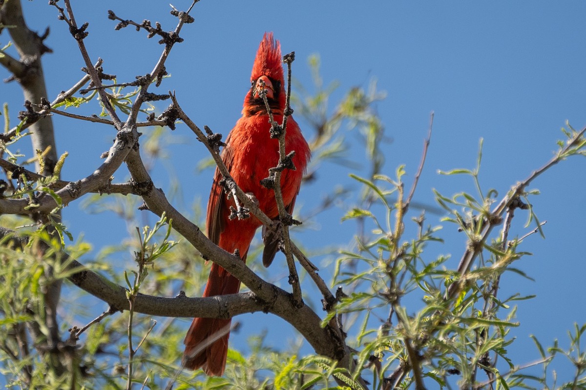 Northern Cardinal - ML619827078