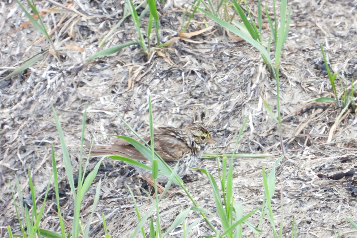 Savannah Sparrow - ML619827081