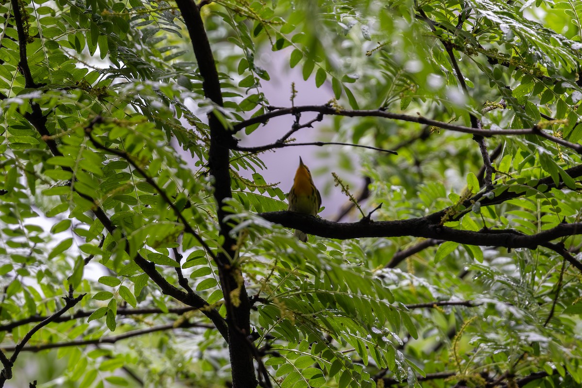 Blackburnian Warbler - ML619827143