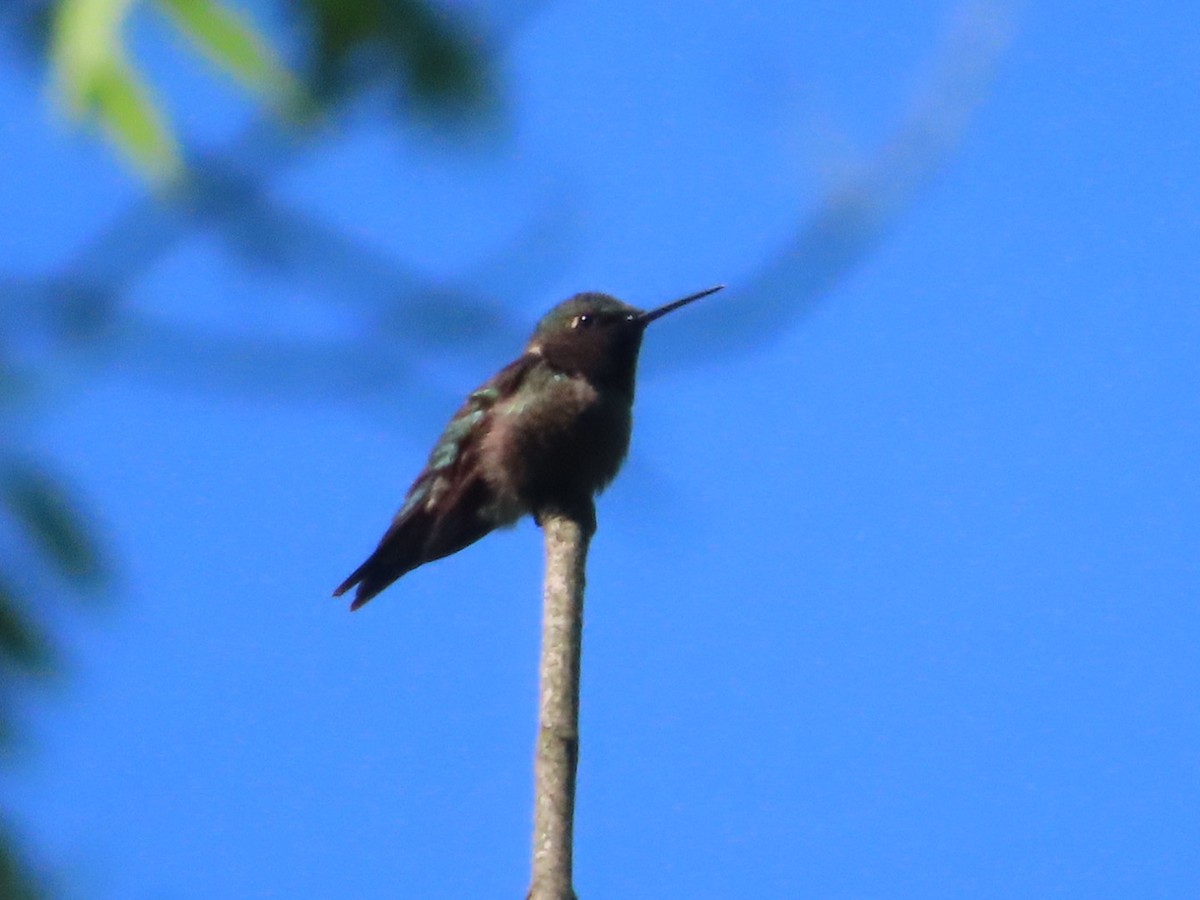 Ruby-throated Hummingbird - Jennifer Segrest