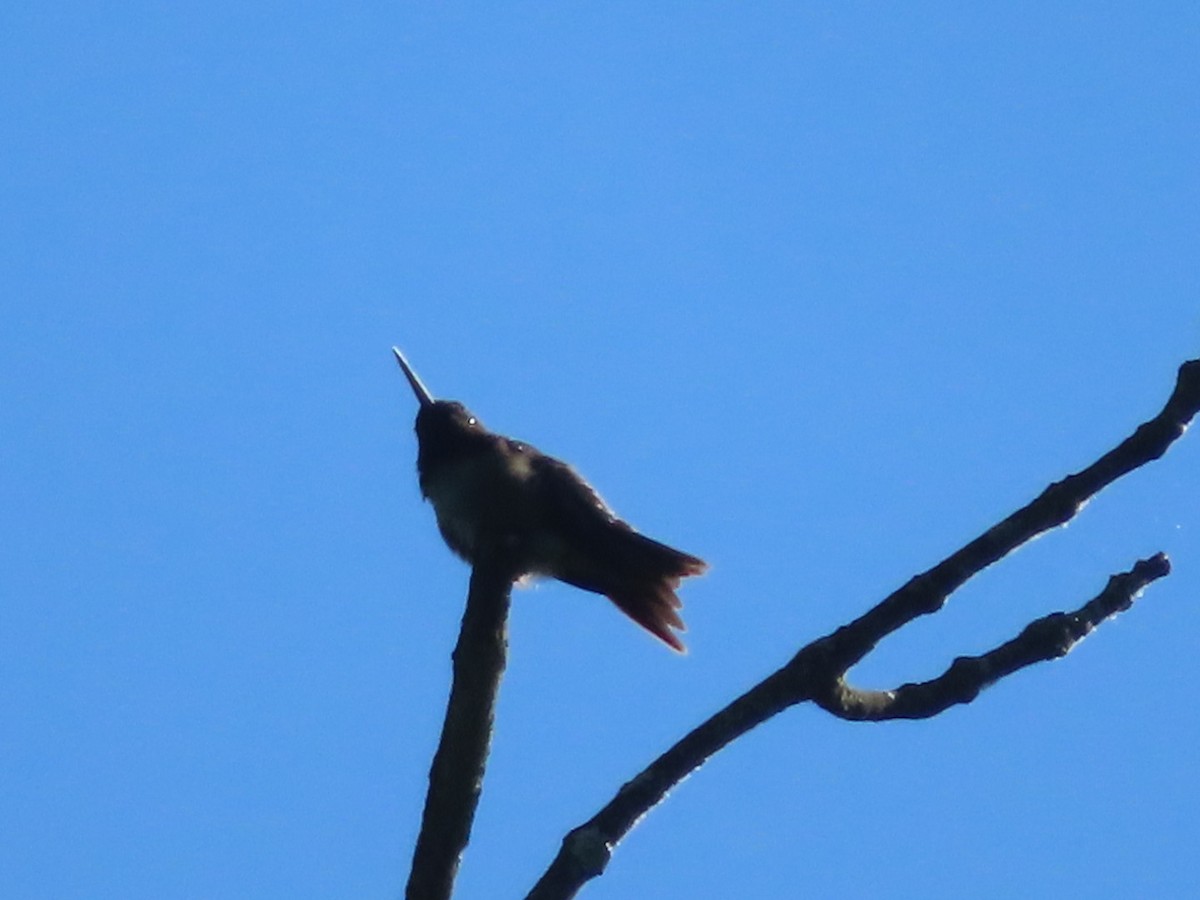 Ruby-throated Hummingbird - ML619827157