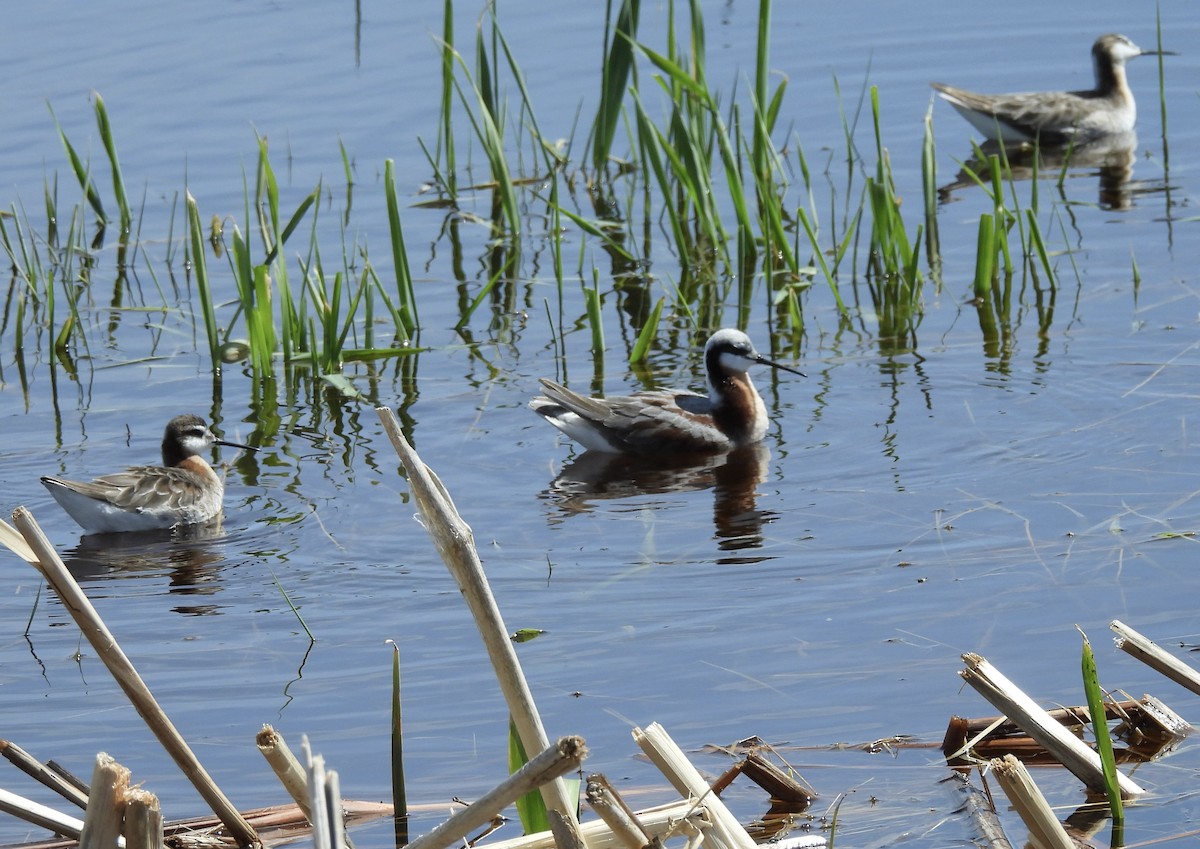 Phalarope de Wilson - ML619827169