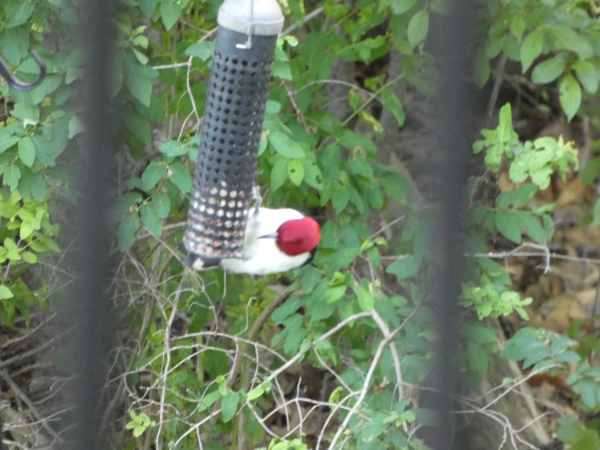Red-headed Woodpecker - ML619827170