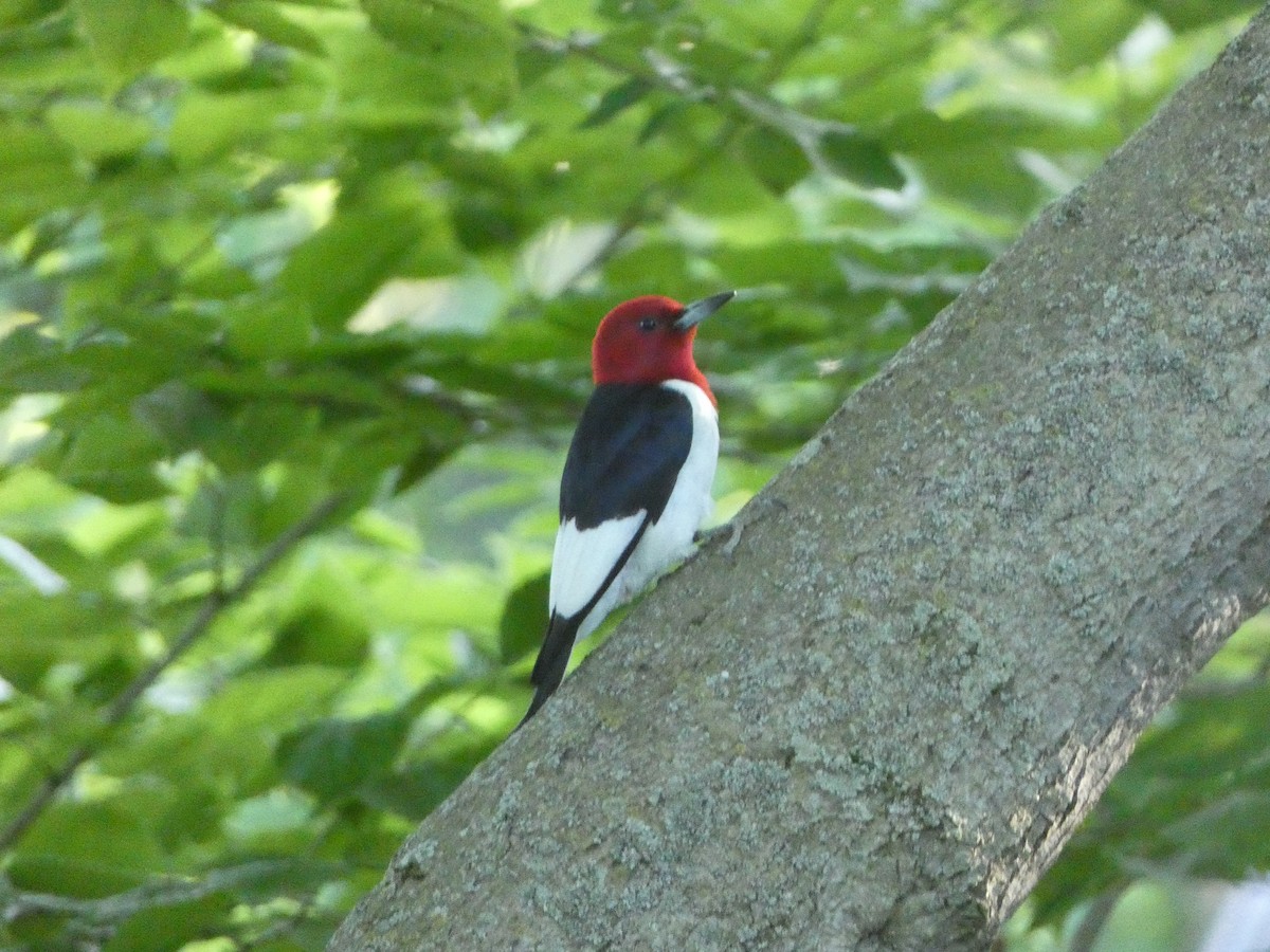 Pic à tête rouge - ML619827171