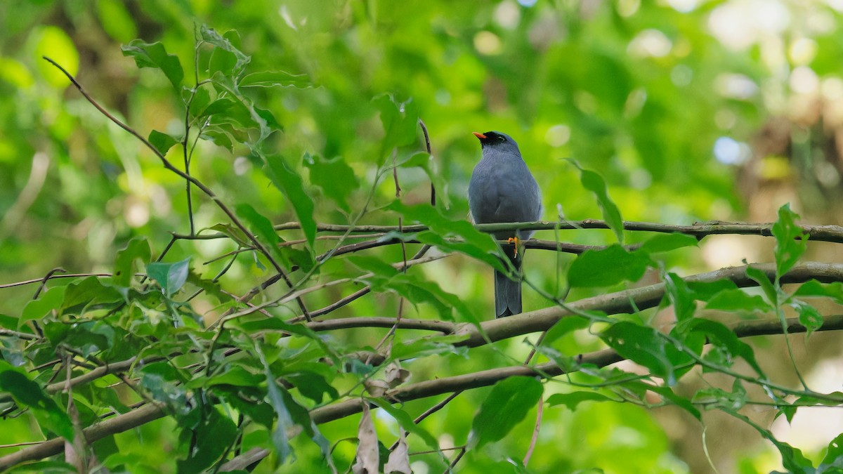 Black-faced Solitaire - ML619827173
