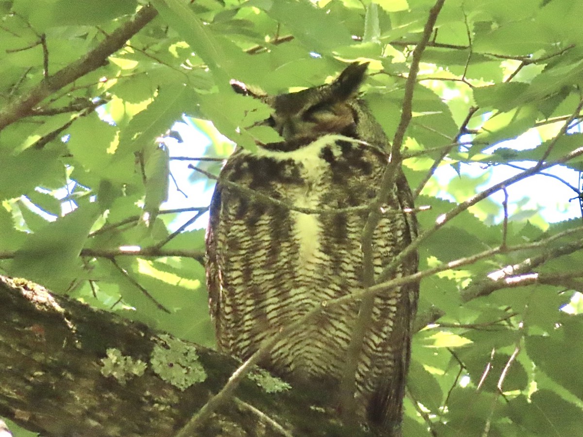 Great Horned Owl - ML619827174