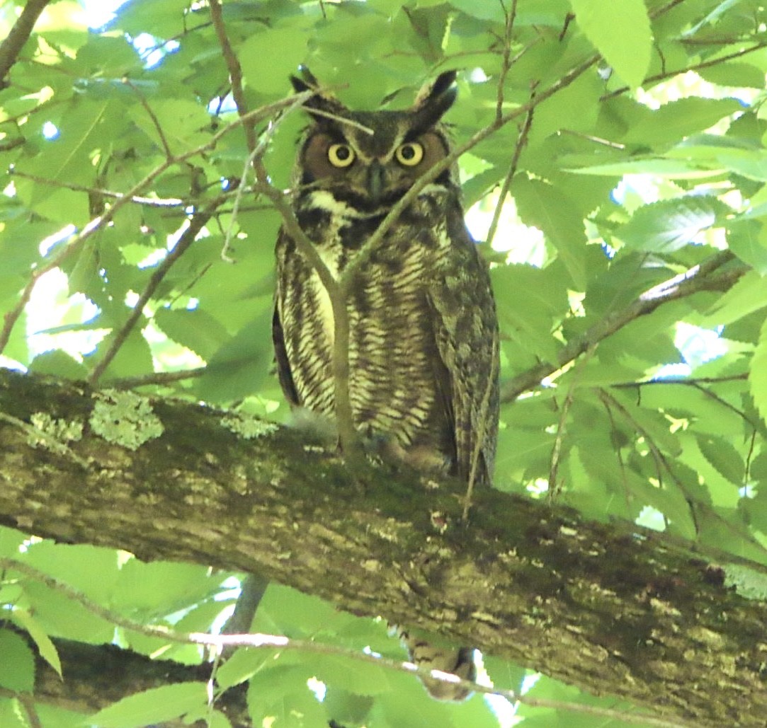 Great Horned Owl - ML619827175