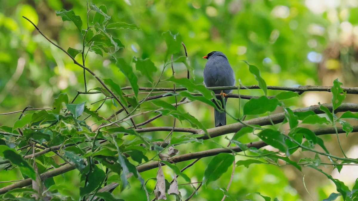 Black-faced Solitaire - ML619827177