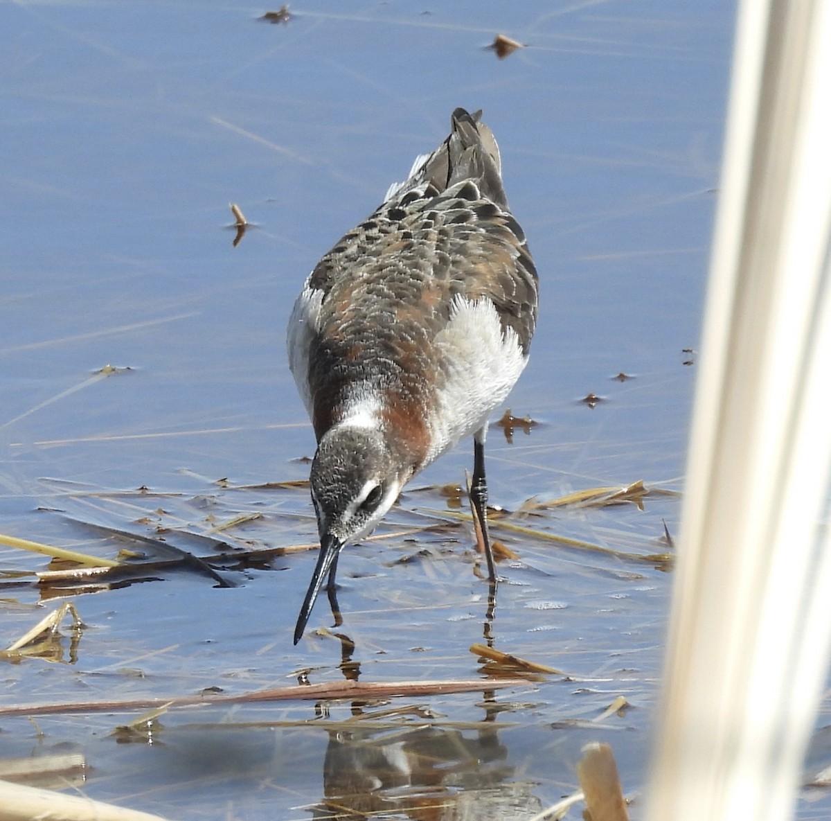 Wilson's Phalarope - ML619827185