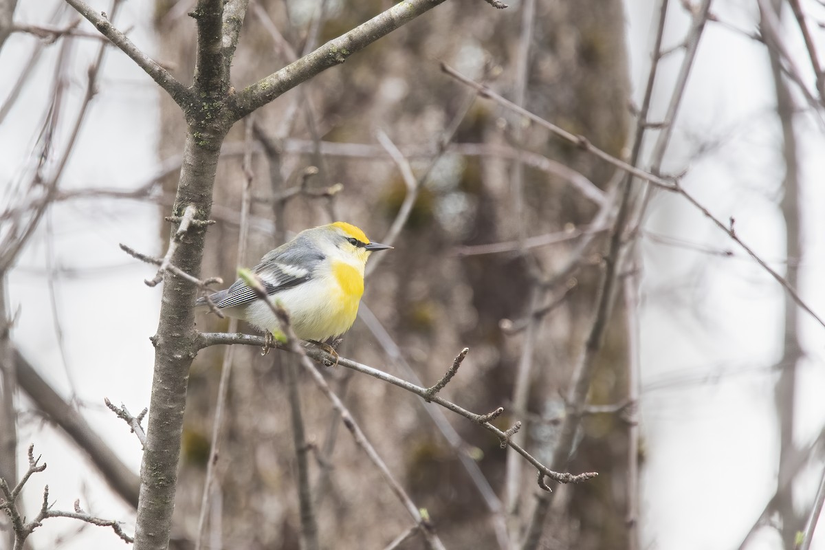 Goldflügel- x Blauflügel-Waldsänger (F1-Hybrid) - ML619827210