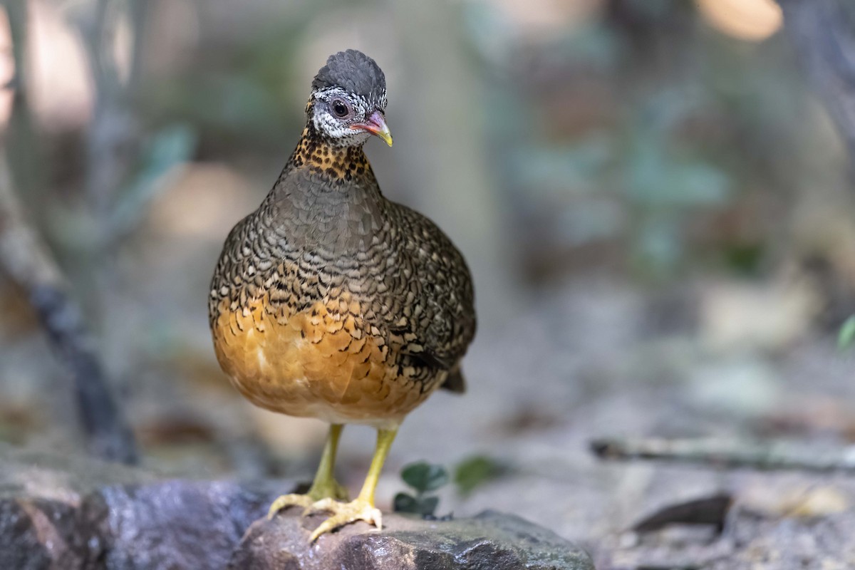 Scaly-breasted Partridge - ML619827224